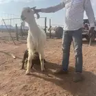 للبيع عنز متوم بثلاث