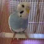 جوز