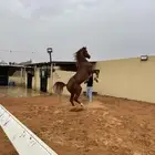 عسف الخيل وإعادة عسف او طبع الخيل