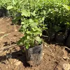 نعناع وحبق