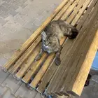 قطوه ضايعه بالحفر