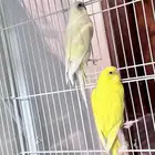 طيور بادجي البينو ولاتيني ونورمل