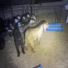 تيوس عوارض