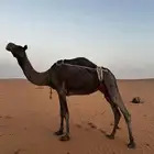 ناقه شاق نابها للبيع فيها حليب