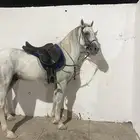 حصان جزيري للبيع