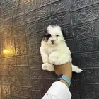 كلاب مالتيبو