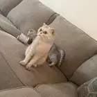 قطة انثى اسكوتش فولد مع عيالها ثلاثه