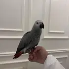 فرخ كاسكو اليف