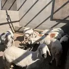 طليان سواكني جذعان