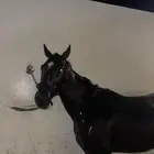 حصان انقليزي مستورد