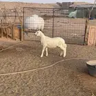 خروف للبيع