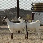جفار بيشيات صنف