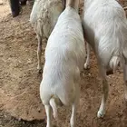 طليان رفيد مرابي