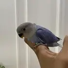 للبيع فروخ روز