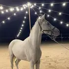 حصان شعبي
