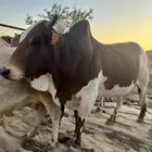 ثور فحل للبيع على اشرط