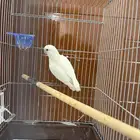 أنث روز البينو