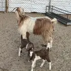 عنز عليها ثنتين عنق