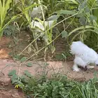 للبيع 3 ديوك قطني