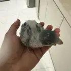 فرخ كويكر ازرق