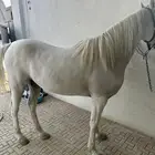 بيع حصان شعبي