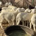 طليان حريه