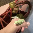حرباء الكاميليون