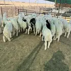 بهم حري طيب