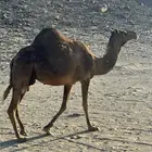 للبيع حايل