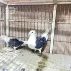 حمام زاجل
