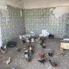 دجاج للبيع