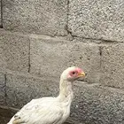 دجاجه فارسي