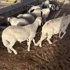 سواكل مرابي