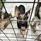 German shepherd puppy for adoption كلب