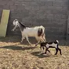 عنز والد خصم