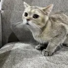قط   سكوتشي للبيع