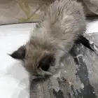 قطة للتبني العاجل