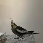 طير كروان ذكر للبيع