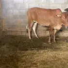 حيوانات بقره