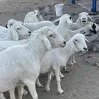 ضان حرش شعره قصيره بفحلها للبيع