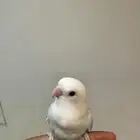 للبيع طير روز