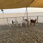 للبيع معزاء