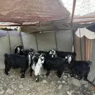 للبيع غنم   بهم في المدينه