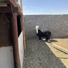 للبيع خروف نجدي فحل