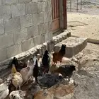 دجاج بلدي حضان