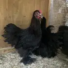 دجاج كوشن بيور