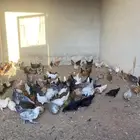 صوص بلدي العمر شهرين معها كم حبه تركي