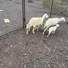 ضان بعيالها