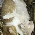 قطط تبني انثى وذكر اخوها ولاده عندي