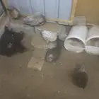 دجاج للبيع مع الشبك